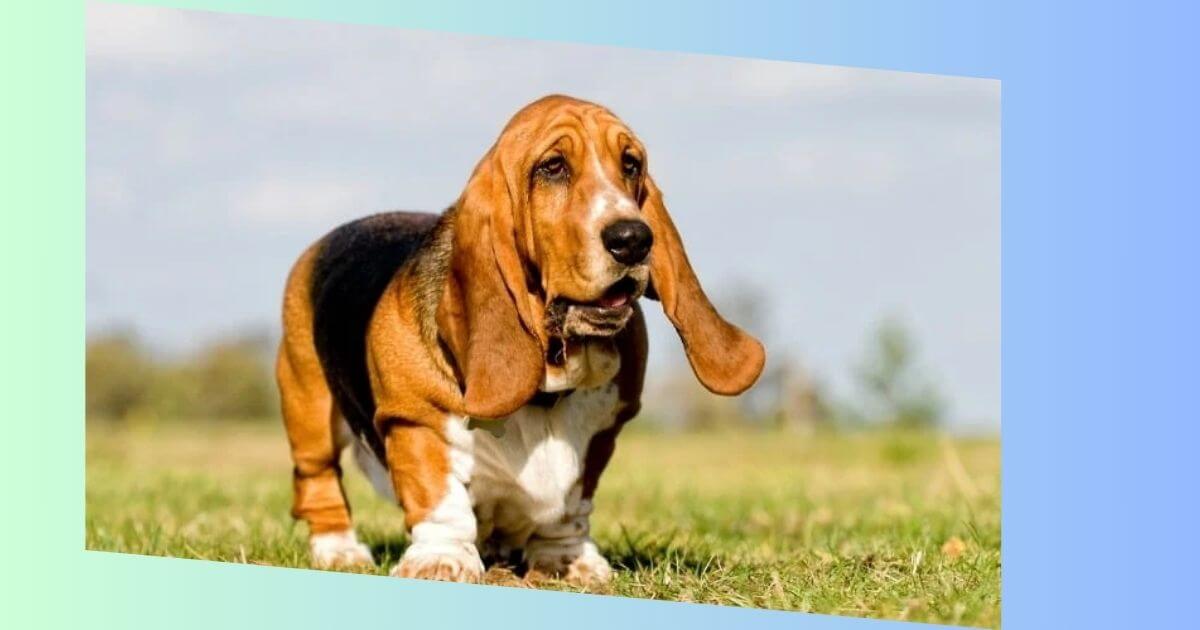 Basset Beagle Mischling