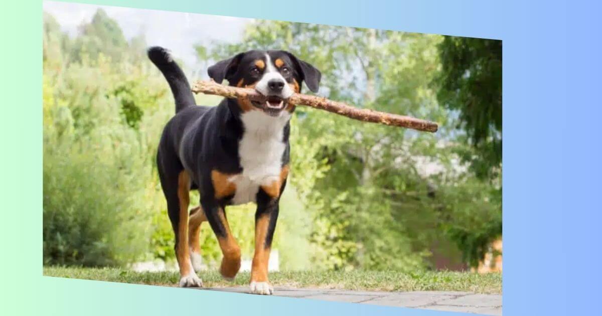 Beagle Appenzeller Mischling