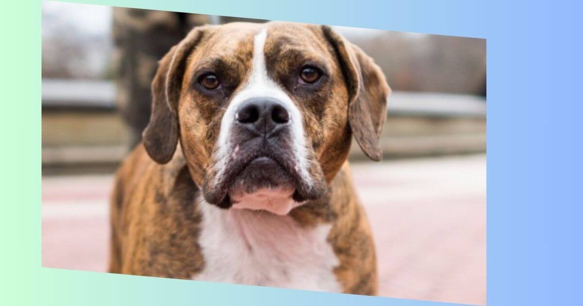 Beagle Boxer Mischling