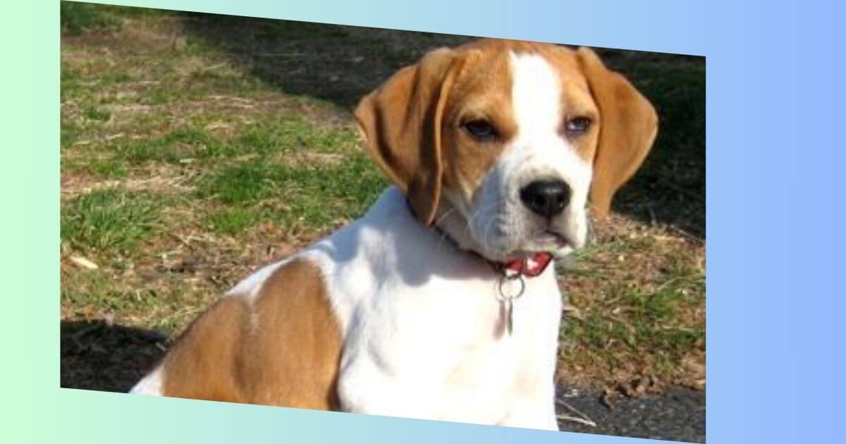 Beagle Dachshund Mischling