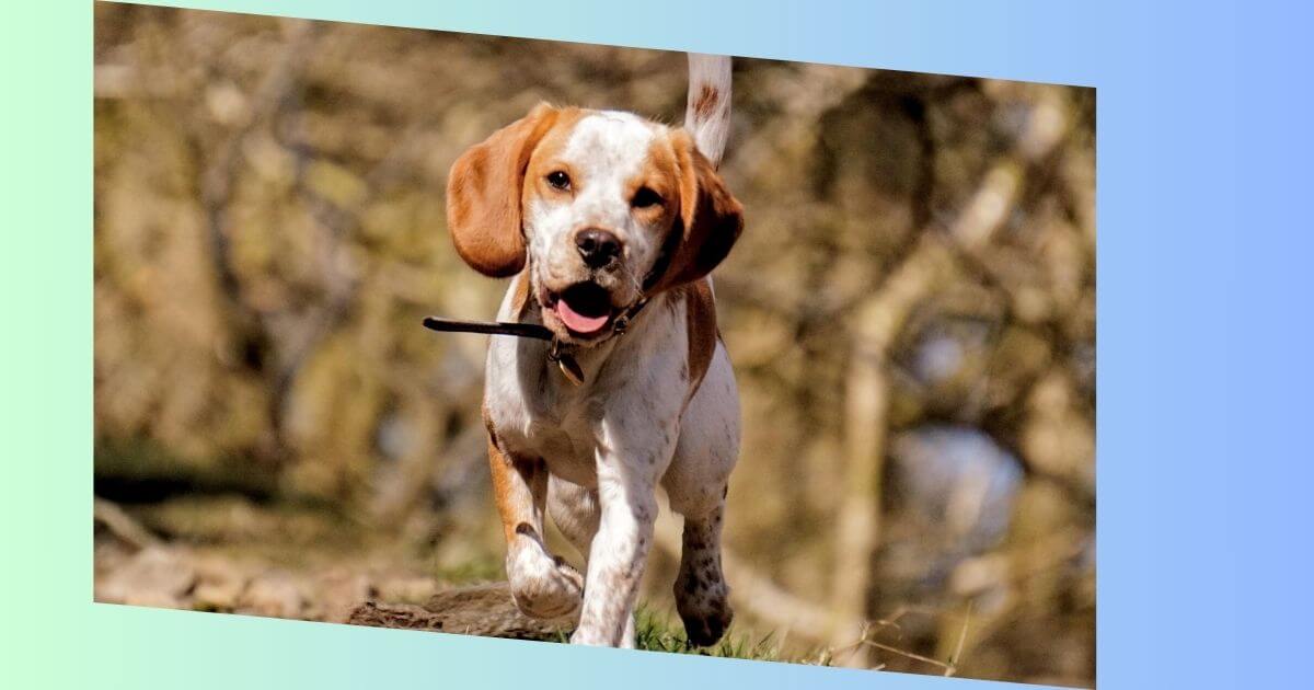 Beagle Cocker Mischling