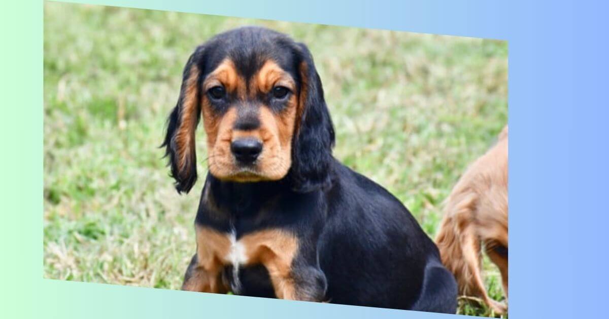 Beagle Cocker Spaniel Mischling