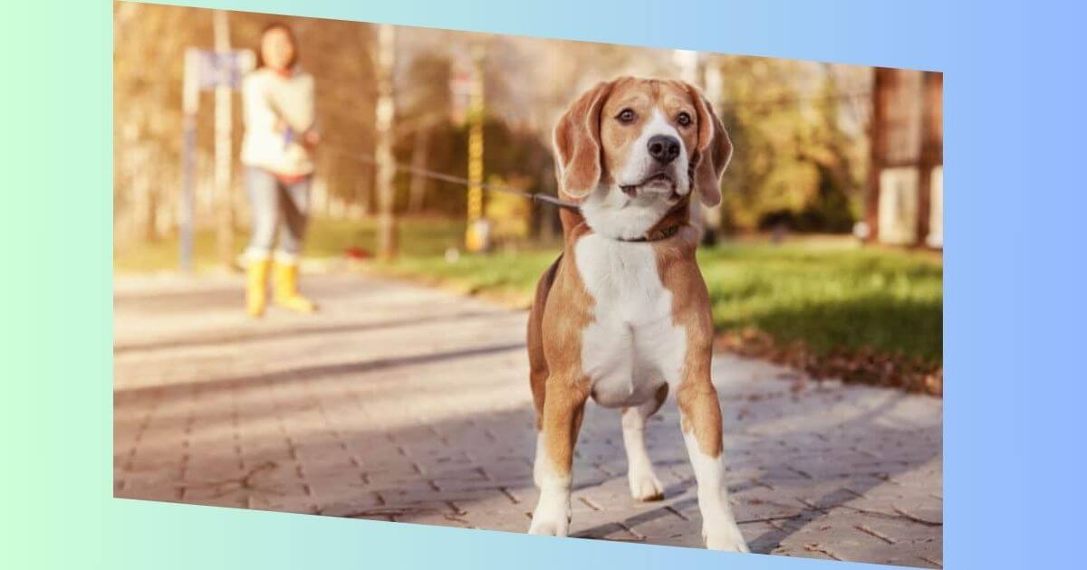 Beagle Golden Retriever Mischling