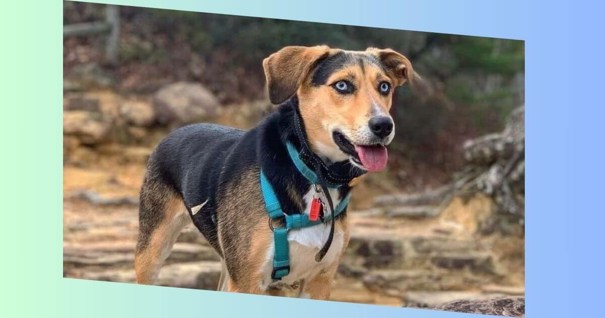 Beagle Husky Mischling