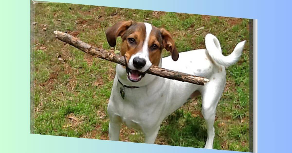 Beagle Jack Russel Mischling