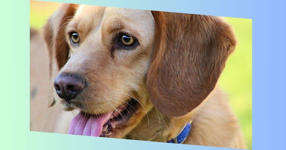 Beagle Labrador Mischling