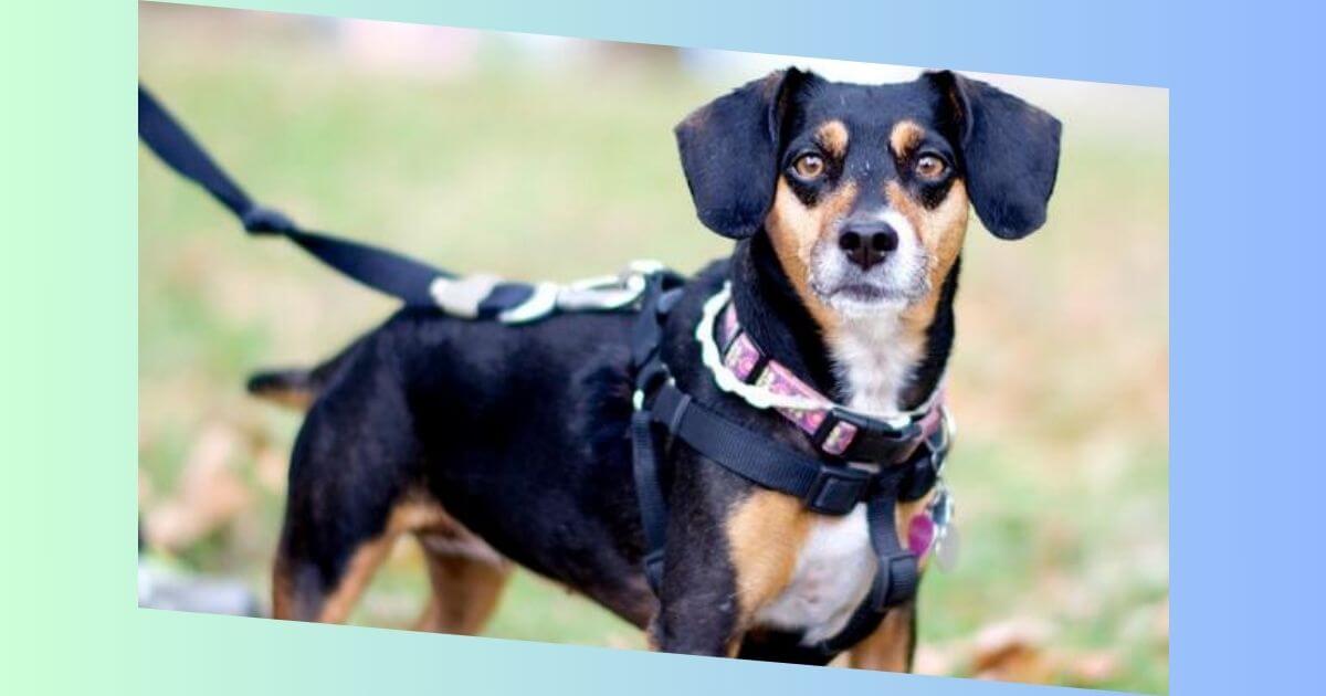 Beagle Pinscher Mischling