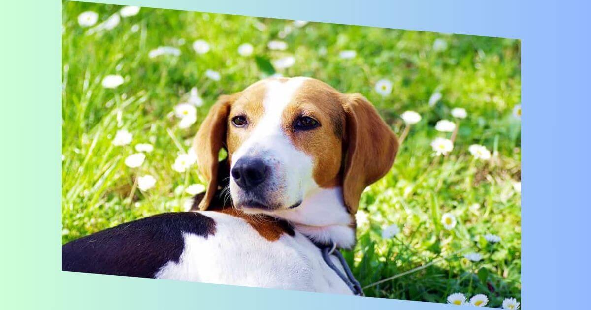 Beagle Pointer Mischling