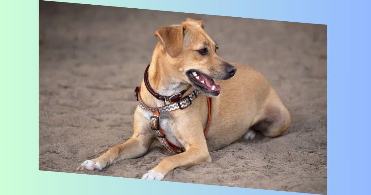 Beagle Windhund mix