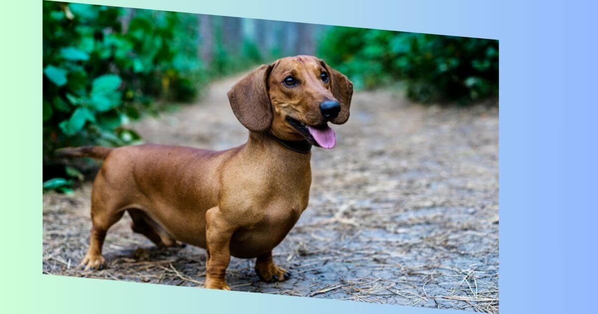 Beagle-dackel-mix