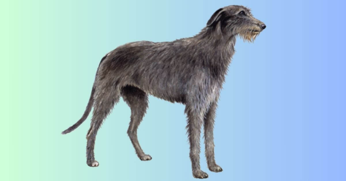 Deerhound Bilder