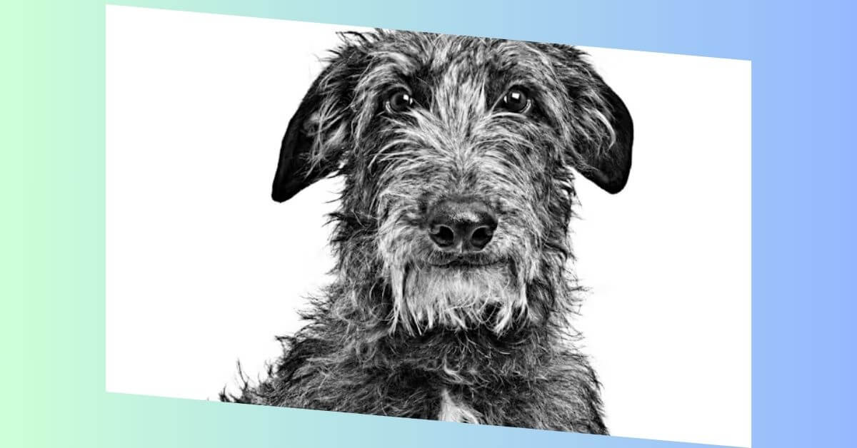 Deerhound