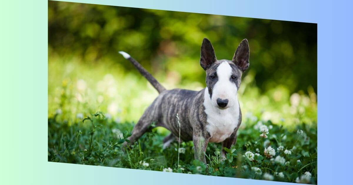 Miniature Bull Terrier Bilder