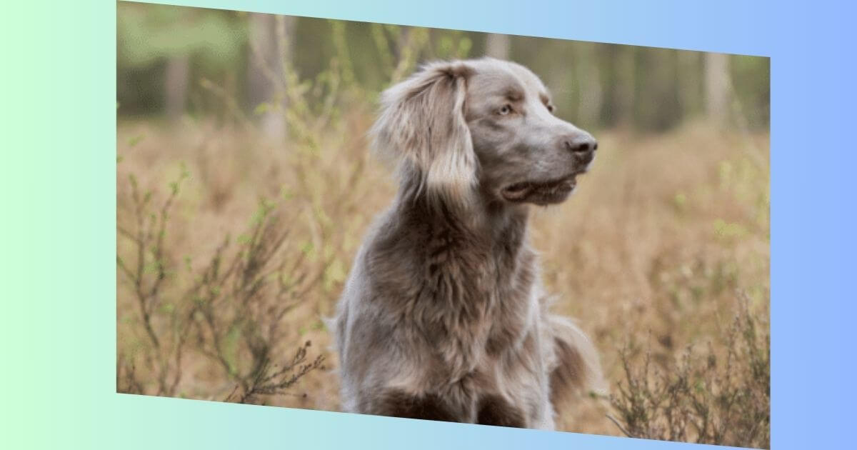 Weimaraner Langhaar Bilder