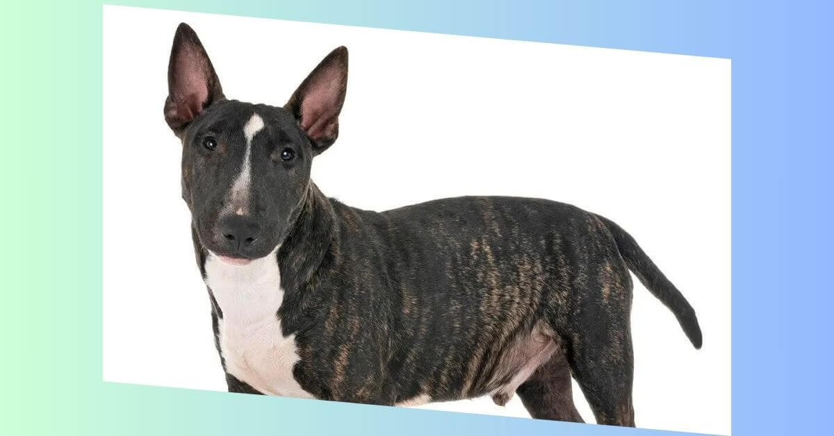 miniatur bullterrier