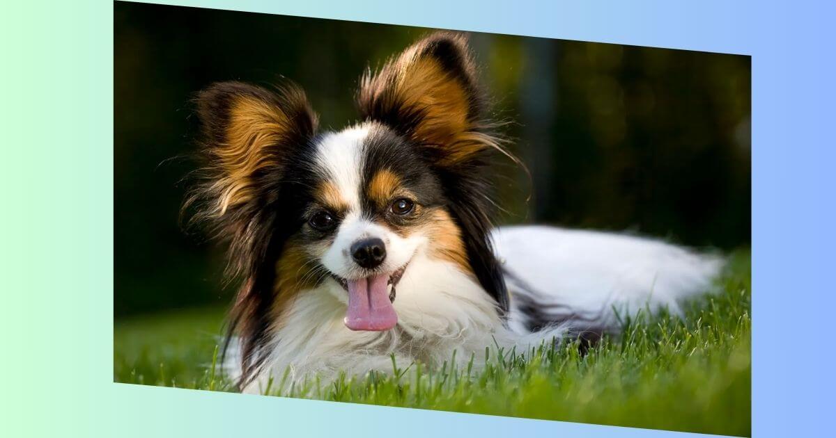 Hund Papillon Bilder