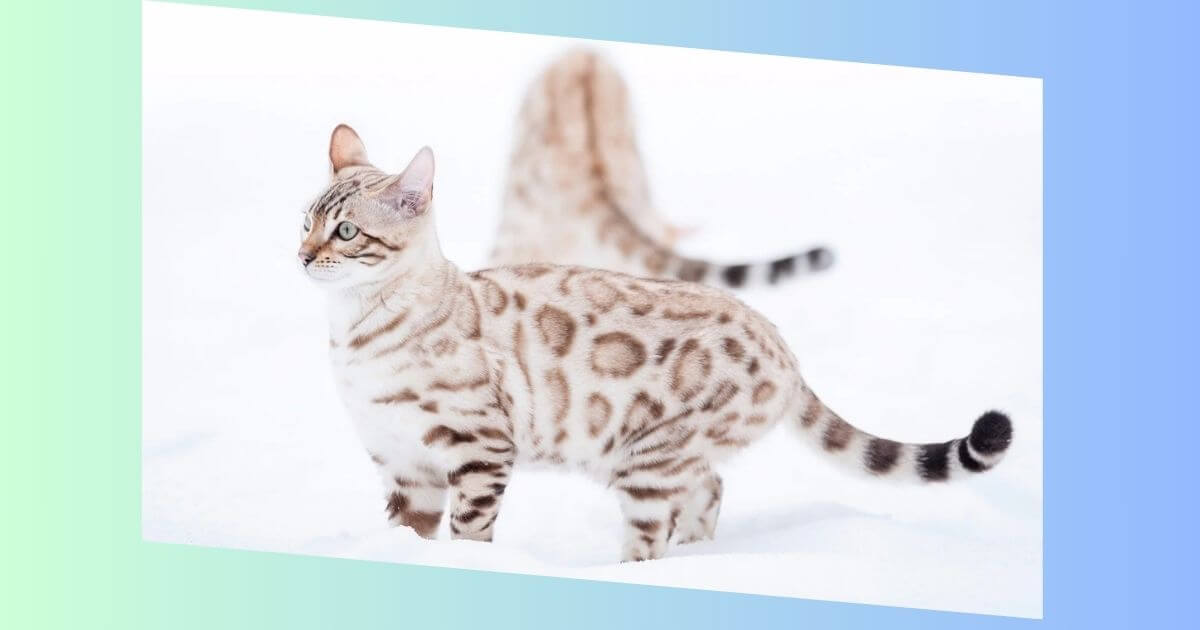 Snow Bengal Katze Bilder