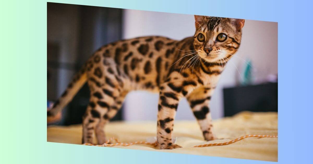 asiatische leopardenkatze