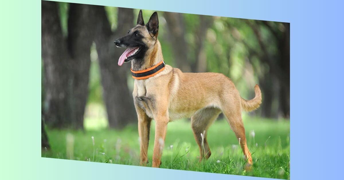 belgischer schäferhund malinois