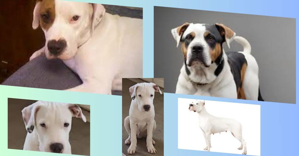 dogo argentino mischling