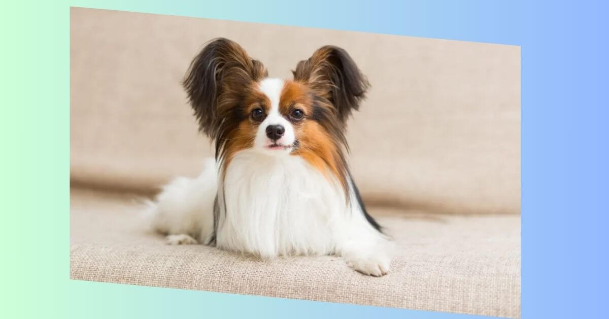 papillon hund