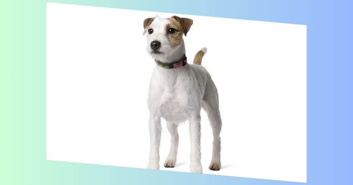 parson jack russell terrier