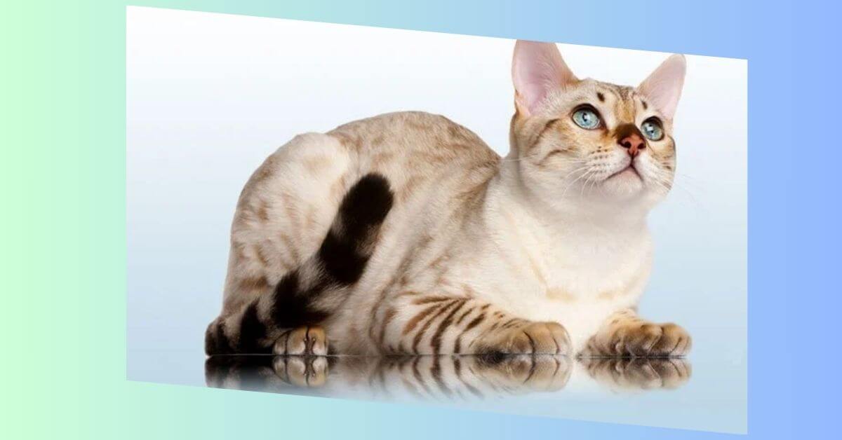 snow bengal katze