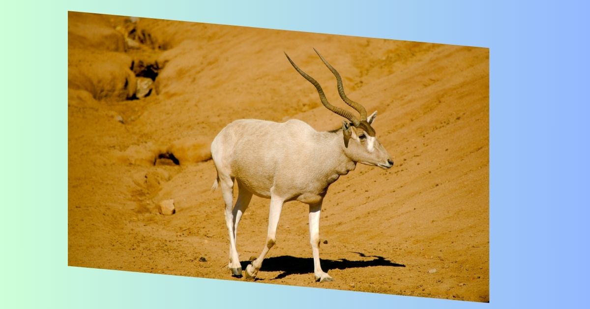 Addax