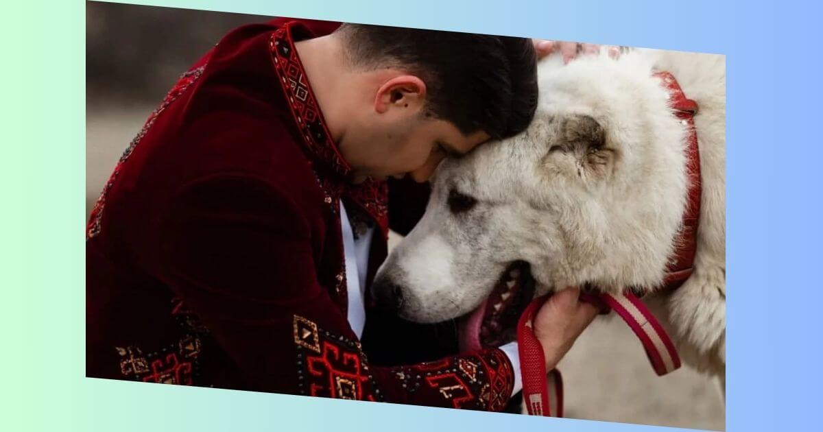 Alabai als Familienhund