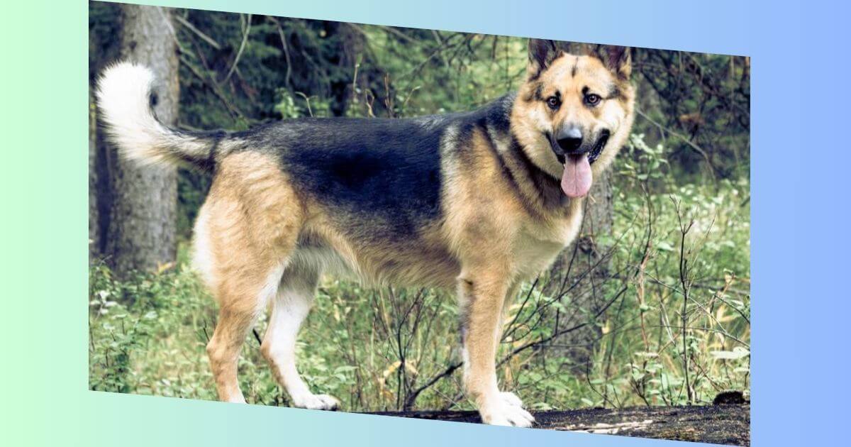 Alaskan Shepherd Bild