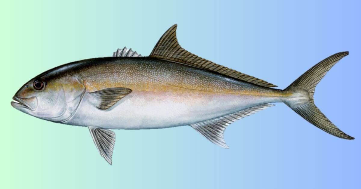 Amberjack