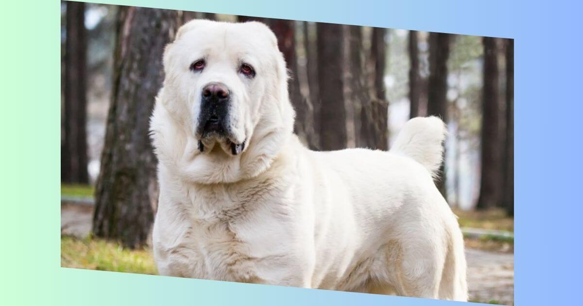 alabai hund bilder​