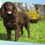 american water spaniel