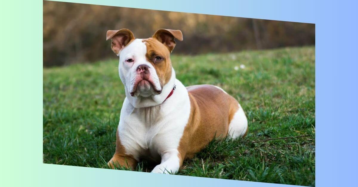 amerikanische bulldogge