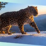 amur leopard