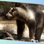 Arctotherium