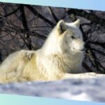 Arktischer Wolf