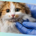 antibiotika für katzen