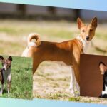 basenji farben