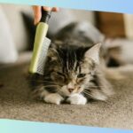 haarausfall bei katzen