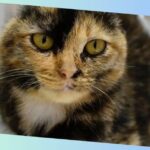 hautkrebs bei katzen