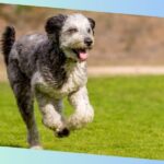 Aussiedoodle