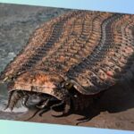 arthropleura