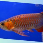 asiatischer arowana