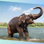 asiatischer elefant