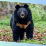 asiatischer schwarzbär