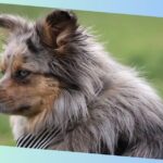 aussiepom