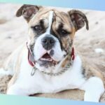 australische bulldogge