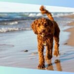 australischer labradoodle