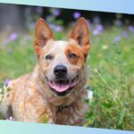 australischer treibhund